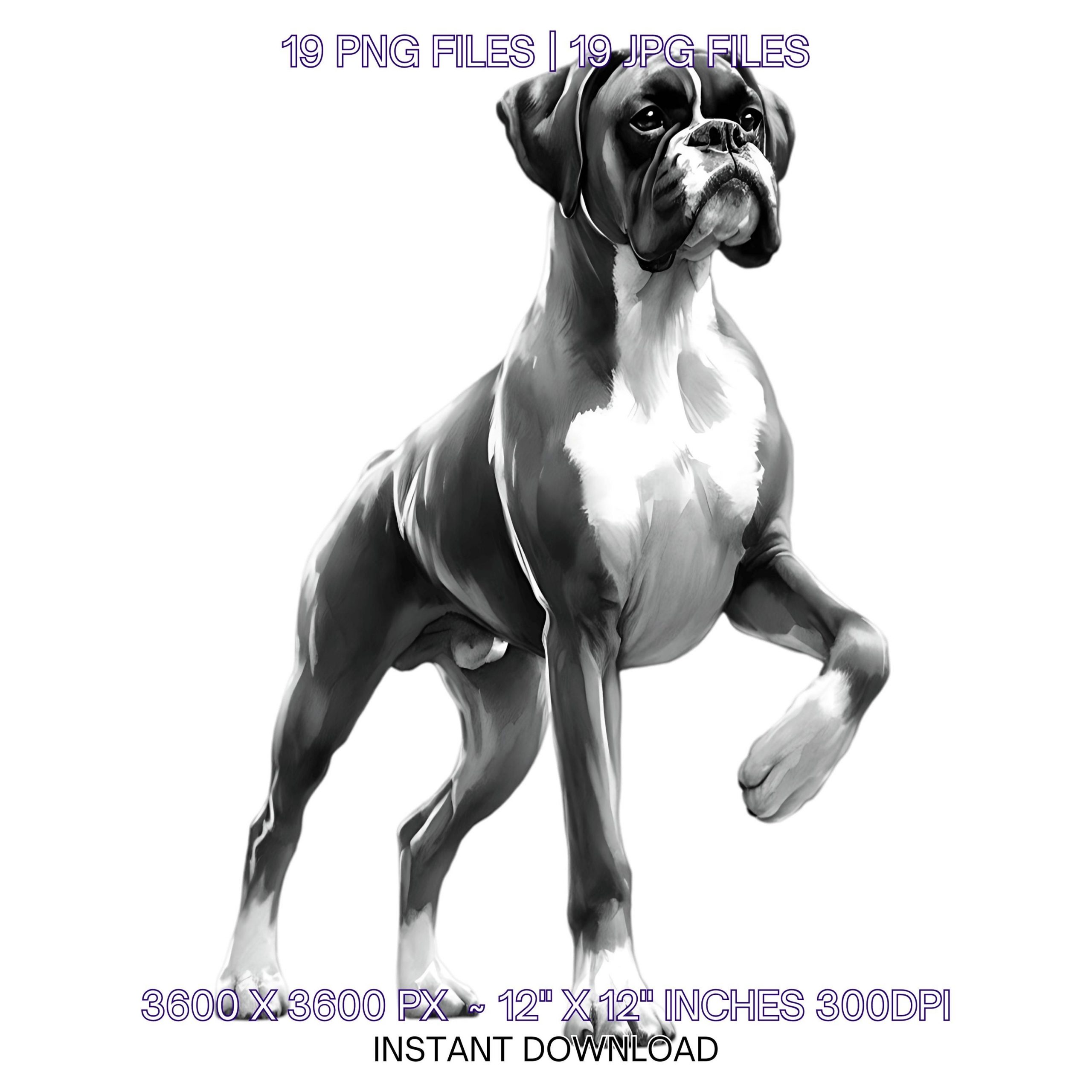 19 Black Boxer Dog for Pet Portrait PNG Clipart, Watercolor Black Boxer Dog for Card Making, Scrapbooking, Sublimation Commercial Use – Instant Digital Download