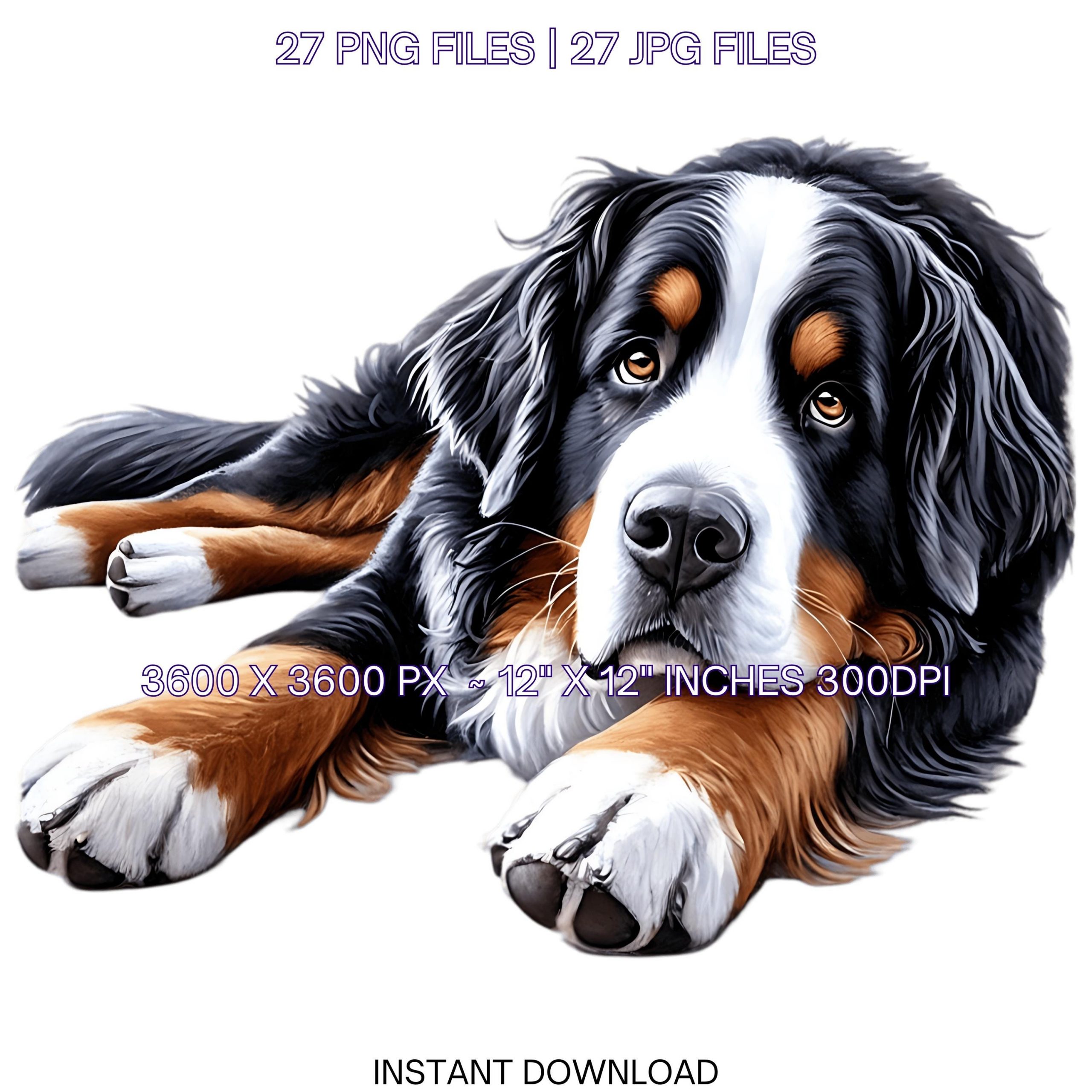 27 Bernese Mountain Dog for Pet Portrait PNG Clipart, Watercolor Dog for Card Making, Scrapbooking, Sublimation Illustrations Commercial Use – Instant Digital Download