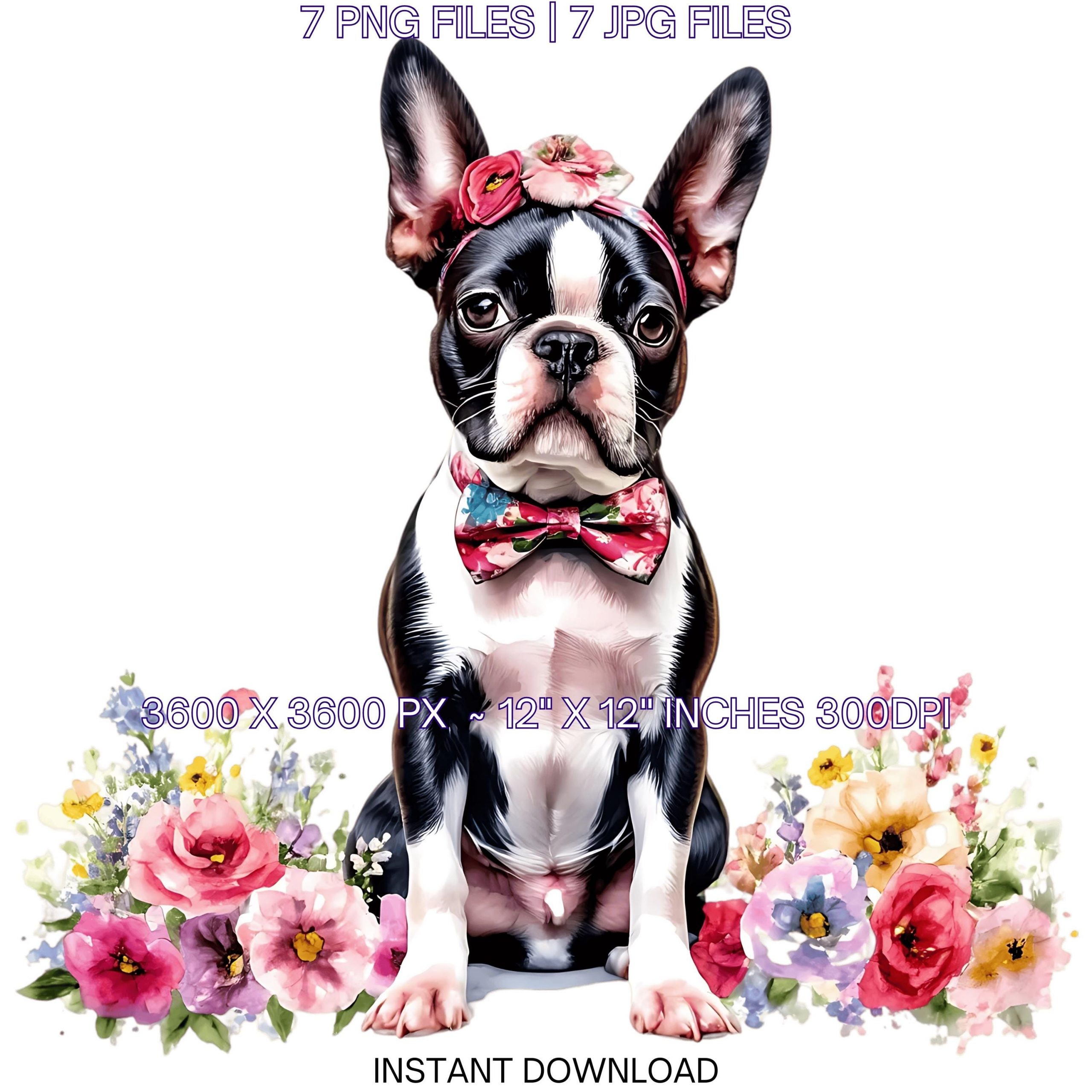 Easter Boston Terrier Dog Wearing Floral Bow & Bunny Ear Handband Ready for Easter Egg Hunting Clipart PNG | 7 Dog Lover Commercial Use – Instant Digital Download