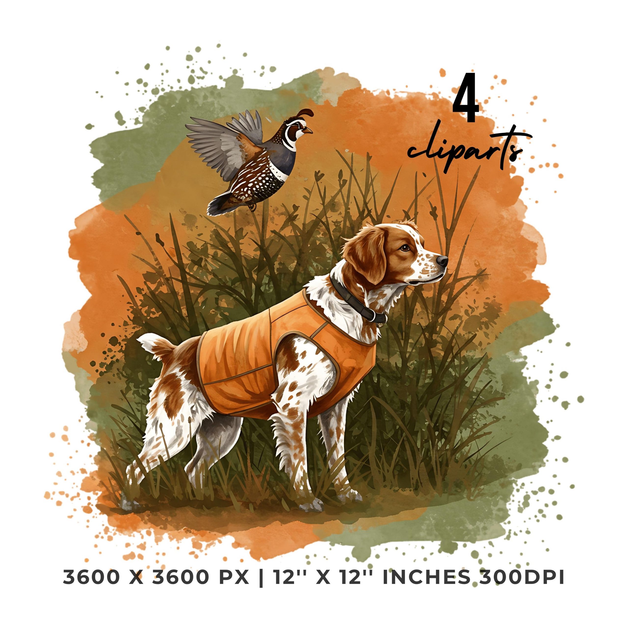 Brittany Spaniel hunting Clipart PNG | 4 Watercolor Brittany Spaniel pointing at hidden quail near shrubs,  fall foliage| Commercial Use – Instant Digital Download