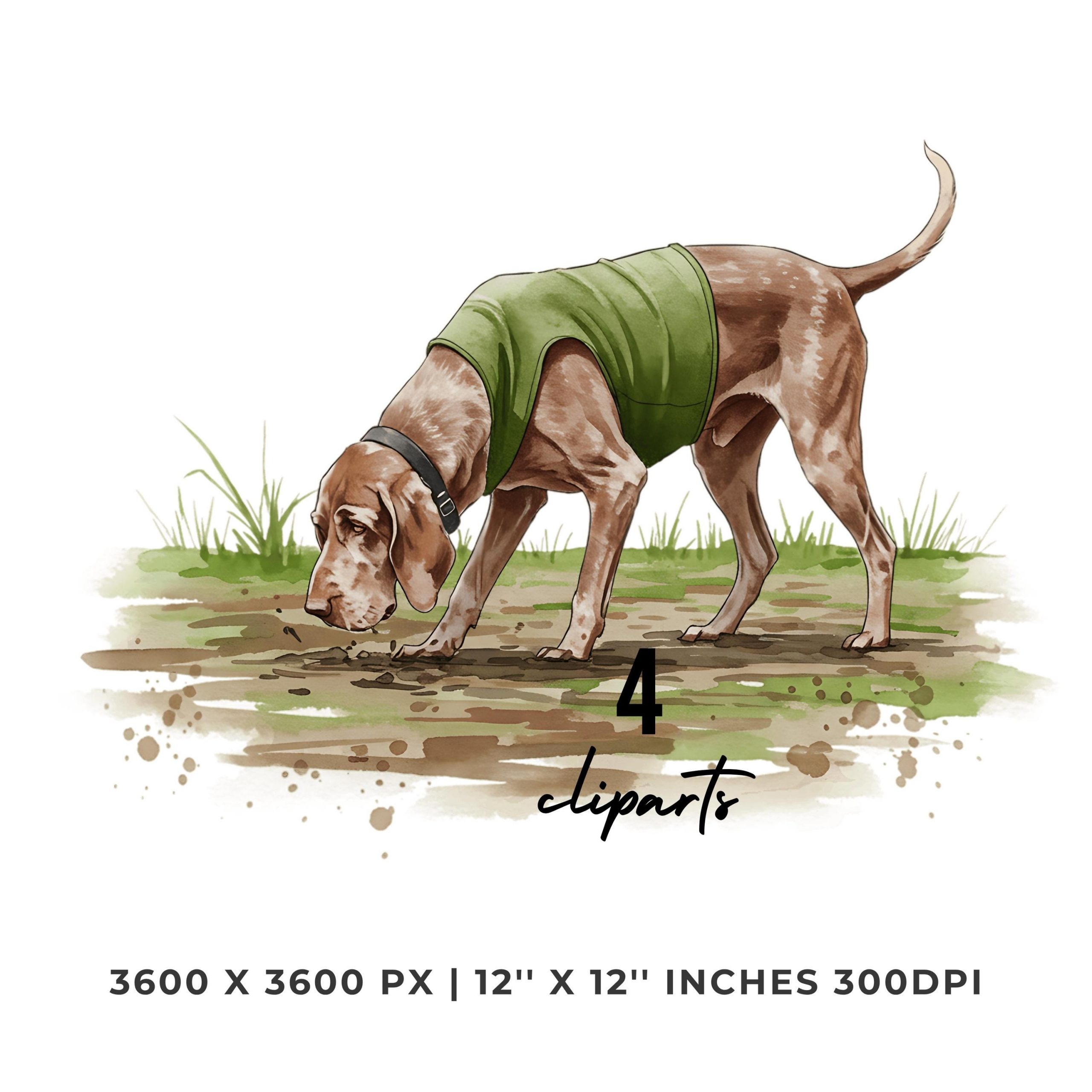 Spinone Dog Hunting Clipart | Dog on Fields | 4 PNG & 4 JPG Sublimation Transparent Hi-Res Commercial Use – Instant Digital Download