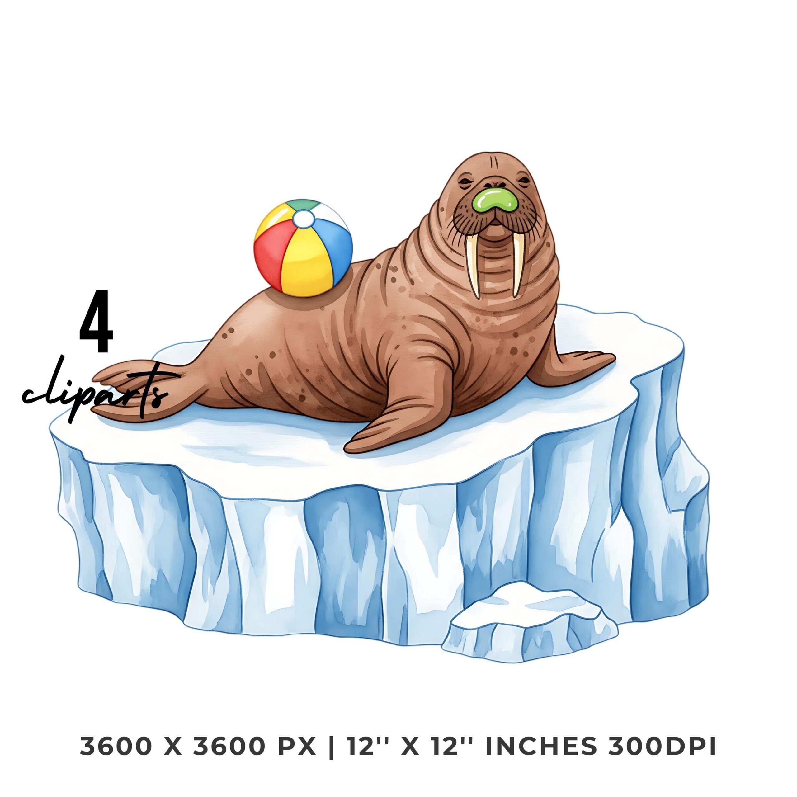 Walrus Clipart PNG | Watercolor Stoic Walrus lounging on Arctic rocks Playing | 4 PNG 4 JPG Summer Sublimation Transparent Commercial Use – Instant Digital Download