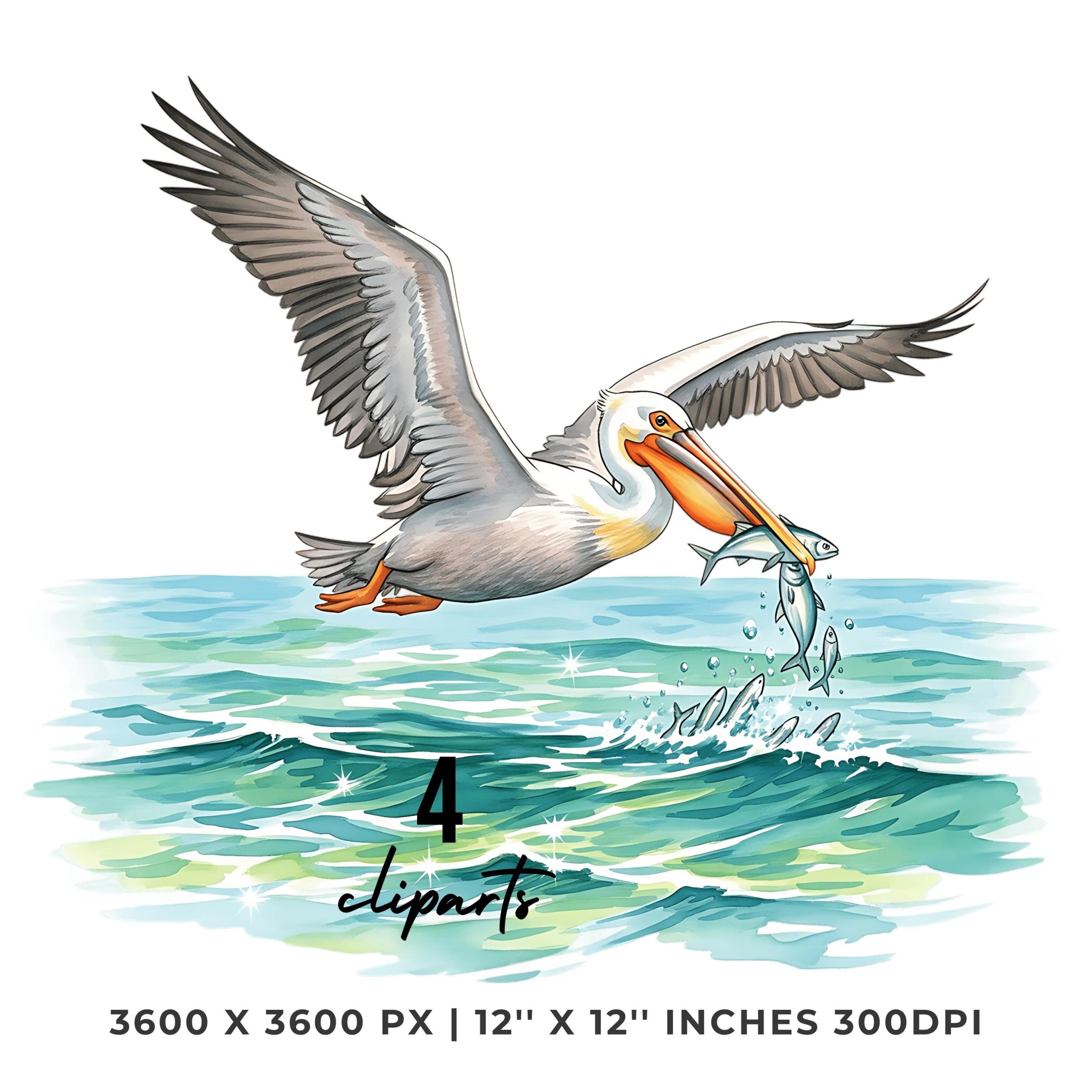 Pelican Clipart Bundle | Ocean Bird Illustration | Flying Pelican Art | Sea Animal Clip Art Set | 4 PNG & 4 JPG  | 12″x12″ Commercial Use – Instant Digital Download