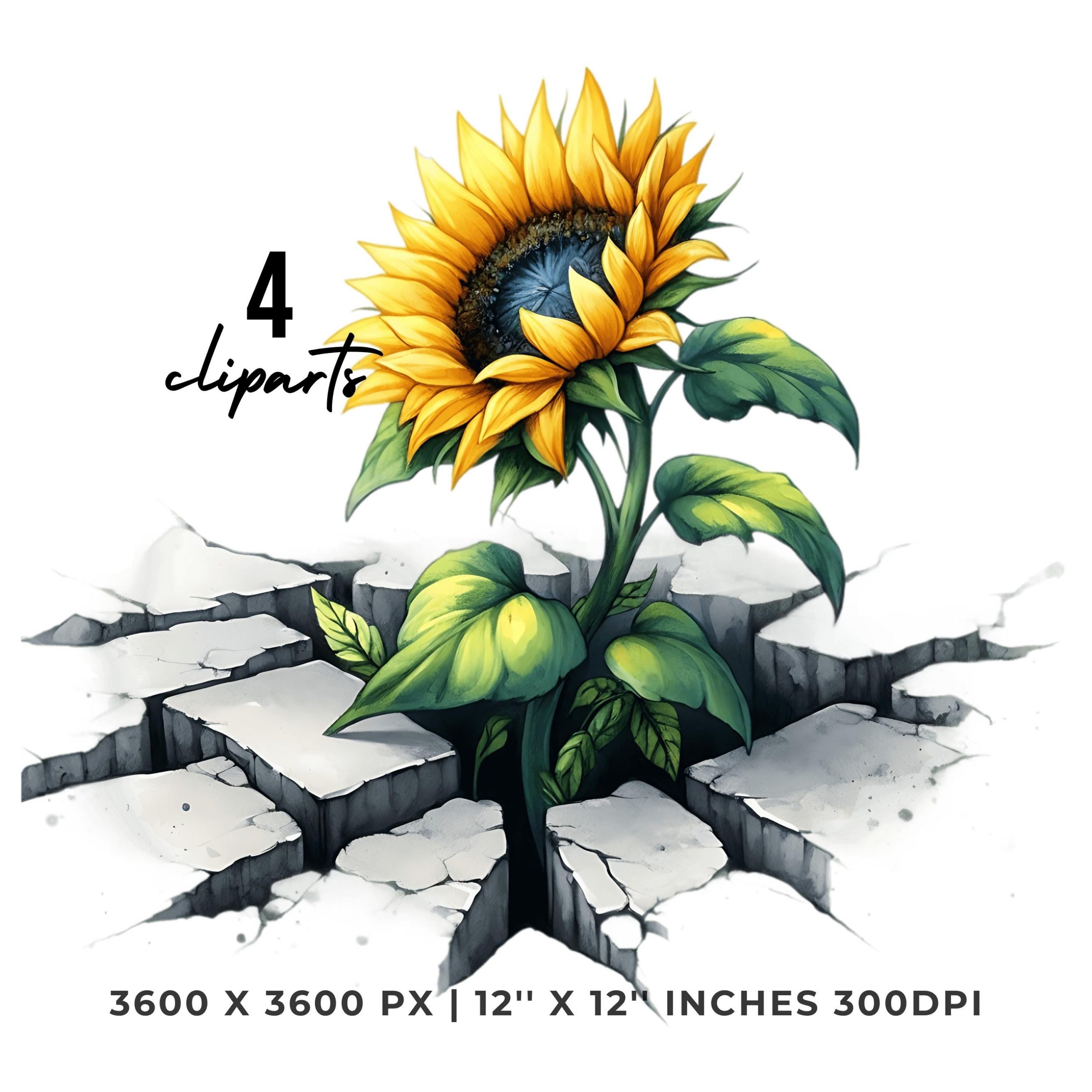 Sunflower Through Concrete Clipart | Growth Symbol Art | 4 PNG & 4 JPG | Sublimation Design | 12″x12″ 300DPI Commercial Use – Instant Digital Download